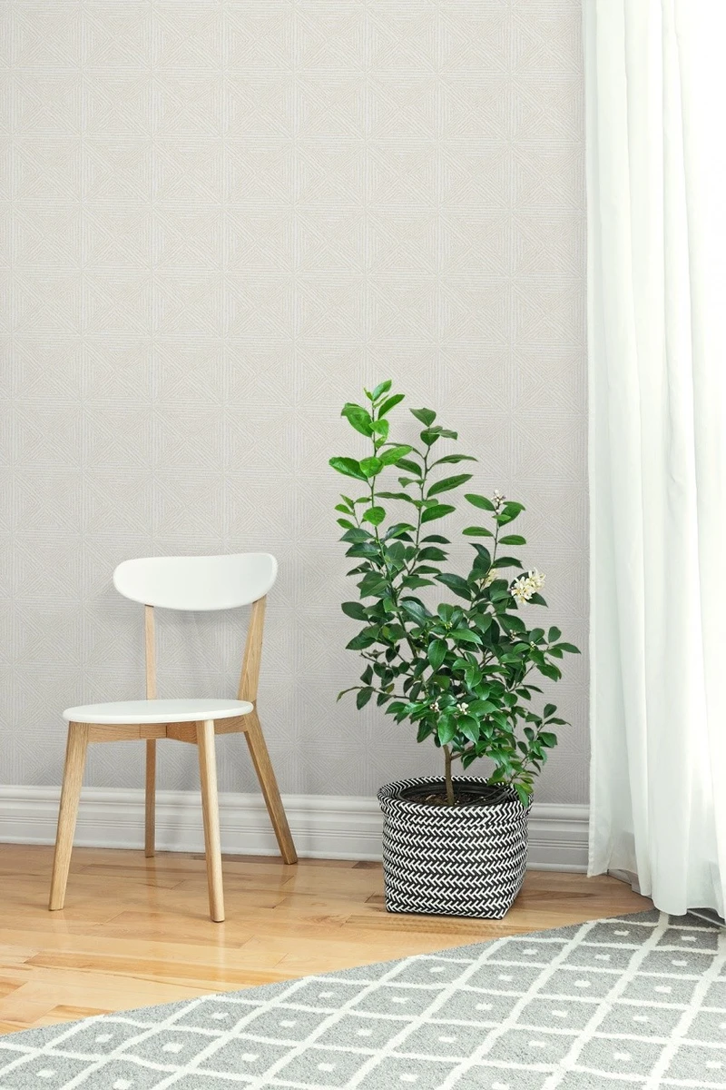 Giấy Dán Tường Phòng Ngủ M1103