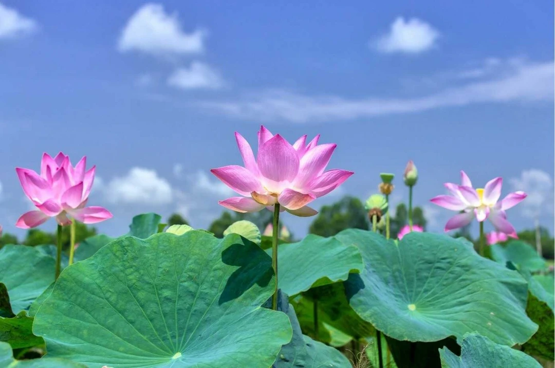 Tranh Dán Tường Phong Thủy PT38