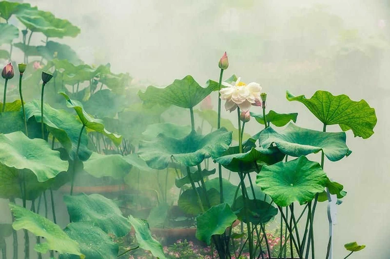 Tranh Dán Tường Sơn Thủy ST20